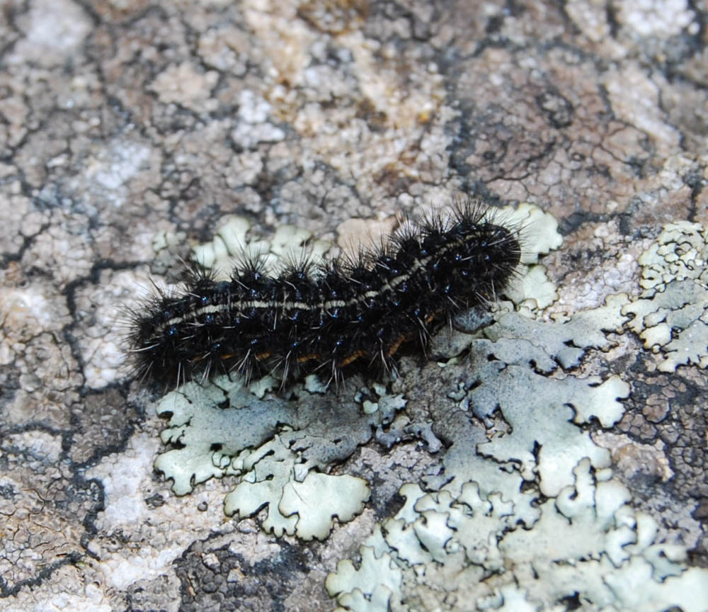 Larva Coscinia bifasciata (Lep. Arctiidae)